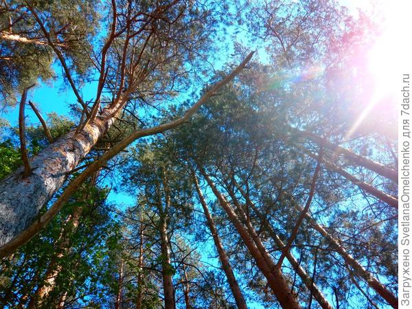 Небо сквозь сосны