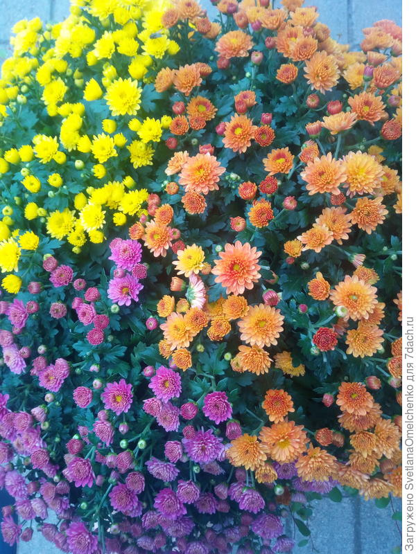Мужской букет хризантем, один на всех, там цветочков хватит каждому