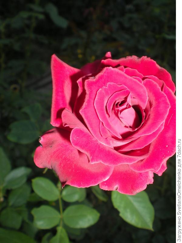 Светик, тебе нежная роза, выращенная момей мамой.