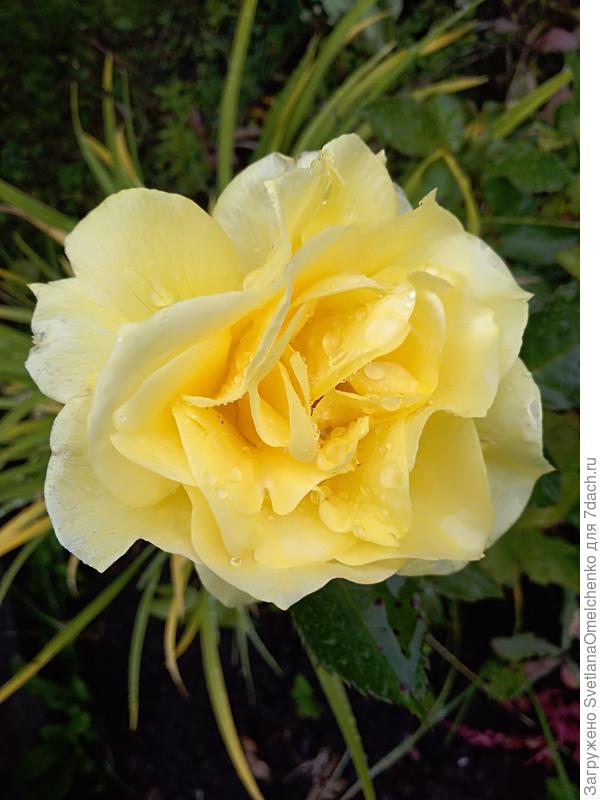 И роза для Мариночки Пестовой