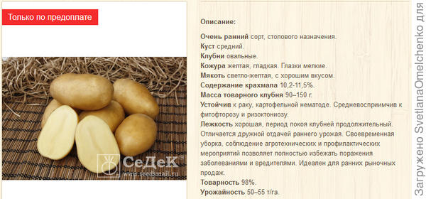 Белый картофель в нашей семье любят больше