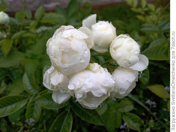 Поздравления из дождливой Ленинградской области, кому нужен дождик? Налетайте!