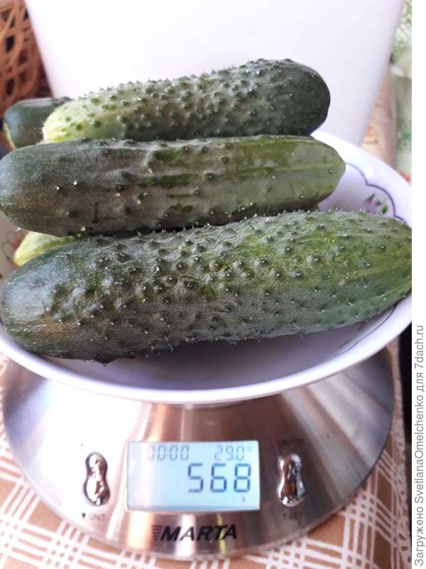Крупняшки
