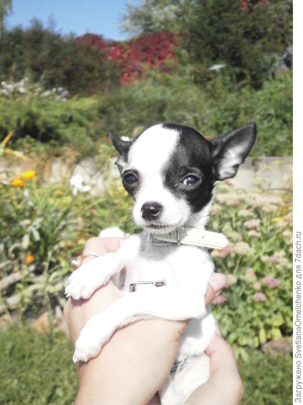 Привет Нике (3 месяца 700 грамм)