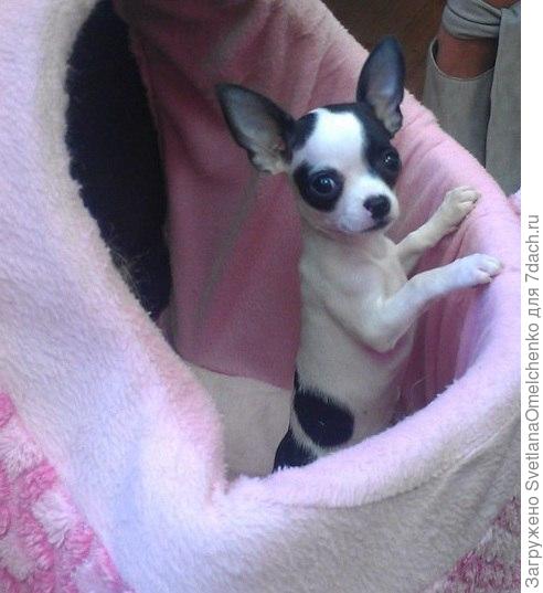 Уши сами за себя говорят