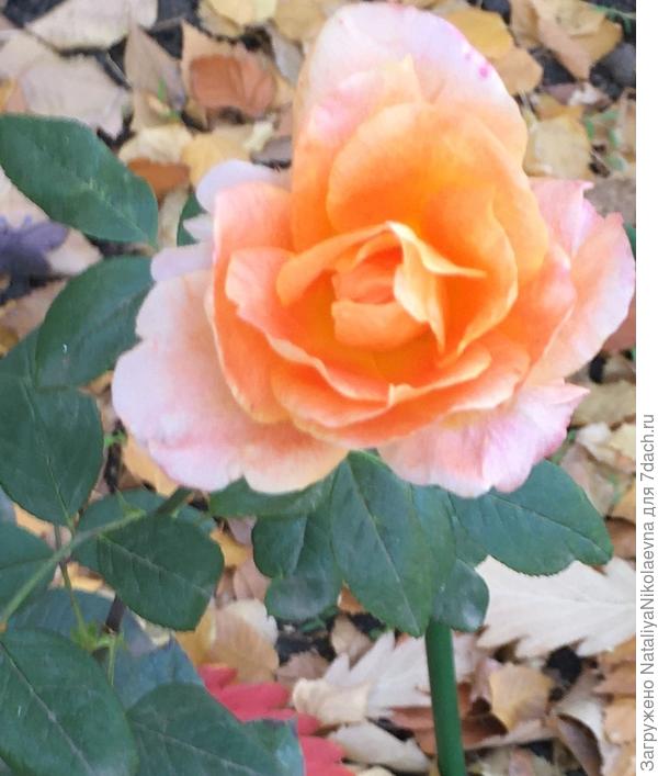 ноябрьское "до свидания"