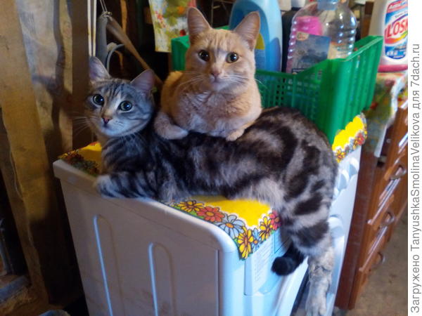 С Нюшей (тоже котенком на улице подобрали)