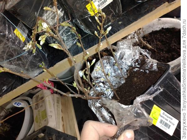 Высыпавшаяся и расцветшая войлочная вишня