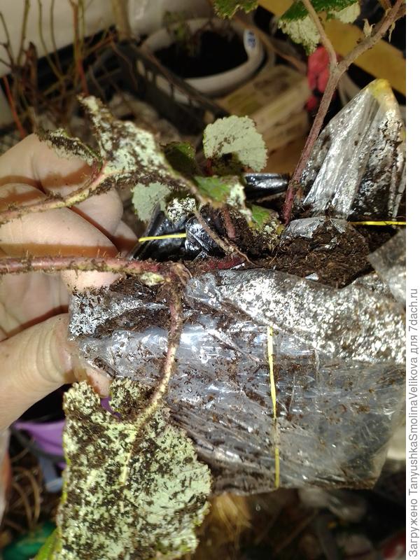 Это Малина декор.Бетти Ашбурнер шершавая и потому на ней весь торф прилип и не стряхивается