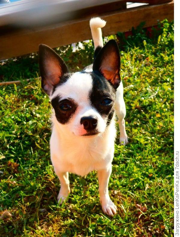 Арнольд, по паспорту Ангел мой Шерридан...(заводчики выдумщики, вот же имечко, прости господи)