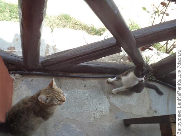 Котики с о. Корфа