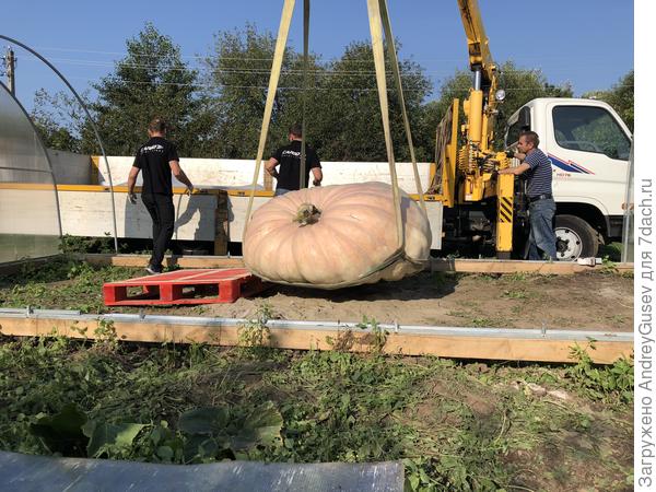 Приехали забирать Дусю на выставку в Ботанический сад МГУ"Аптекарский Огород"