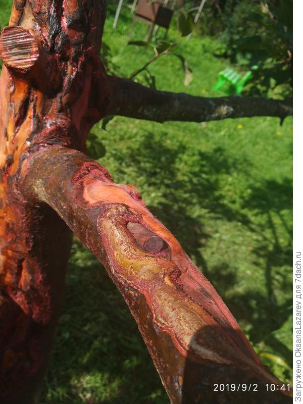 Высохшая черная структура зачищена. На фото 4 яблони с разной степенью.