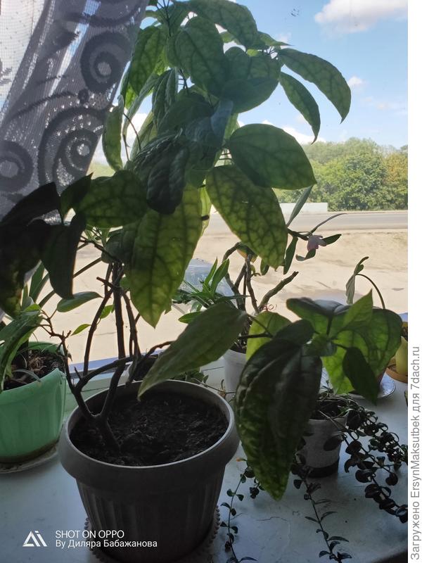 И этот? Знаю что цветет, но у нас ни разу не цвел. Почему?