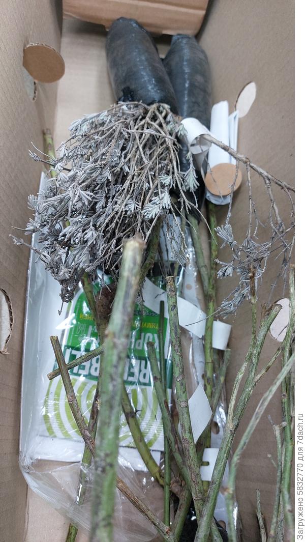 посылка с саженцами роз