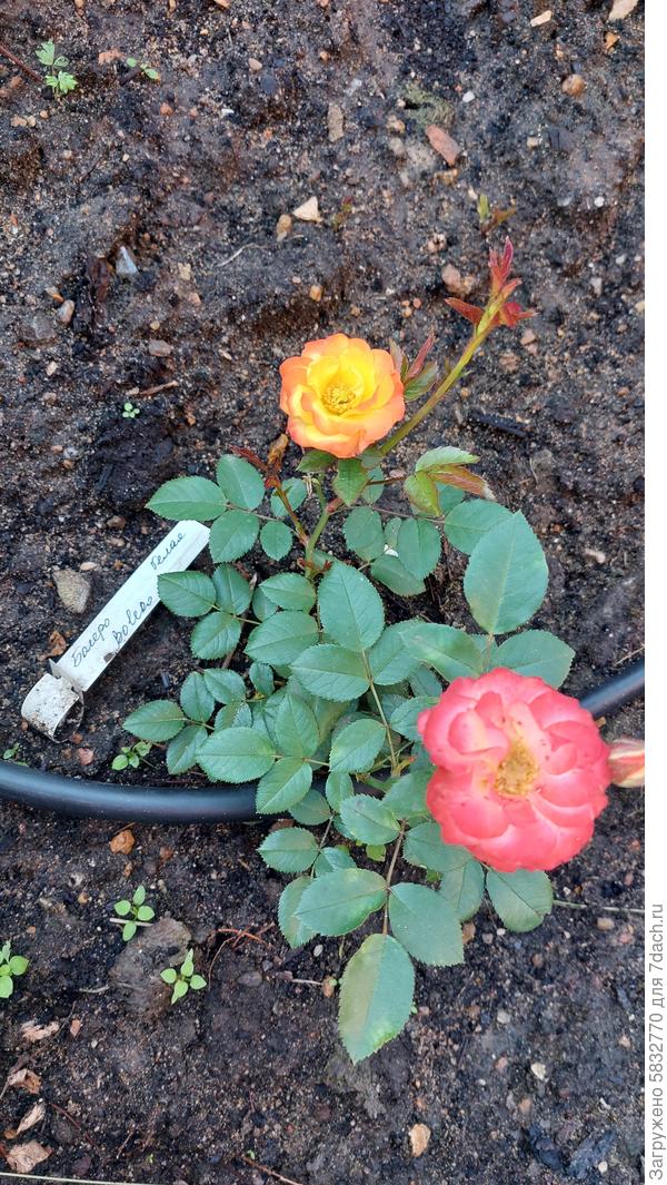 Первая распустившаяся - белая флорибунда Болеро.