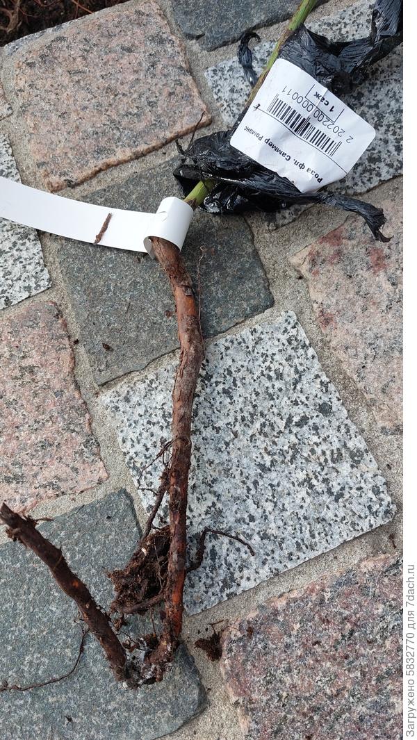 один побег, кусок корня