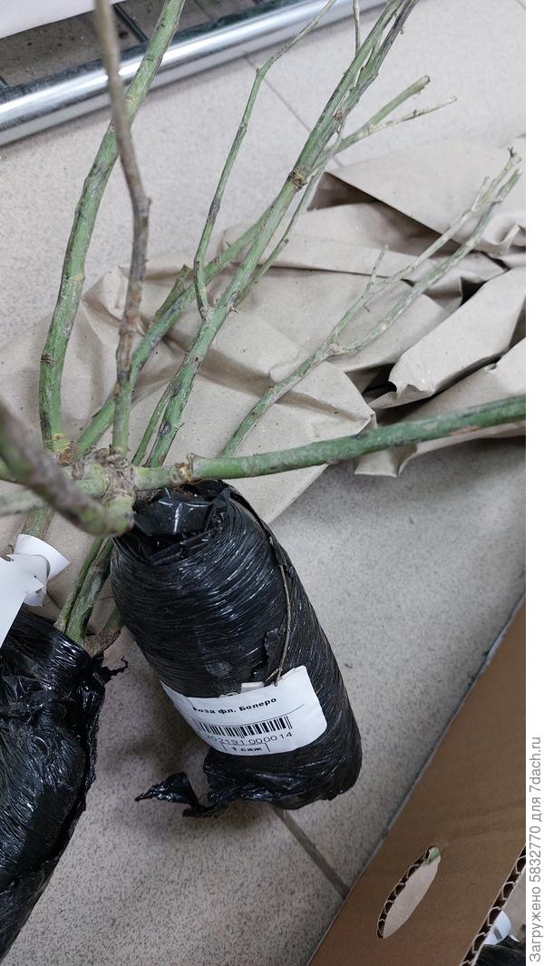 обломанные, покрытые плесенью, полусухие побеги