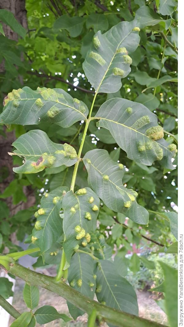 Листья грецкого ореха, пораженные какой-то болезнью