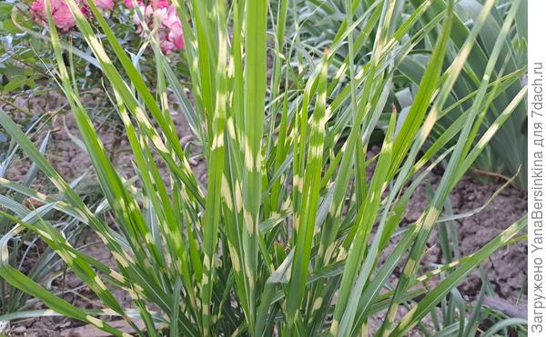 Неизвестный пестрый злак