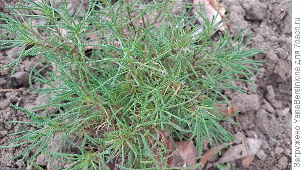 Что это за растение?