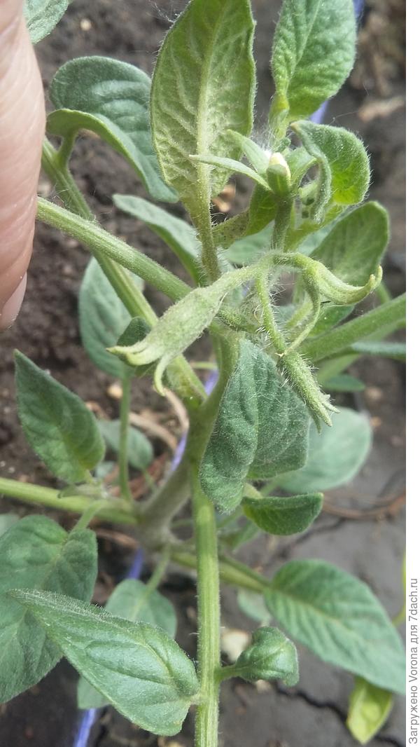 Фото пустых бутонов