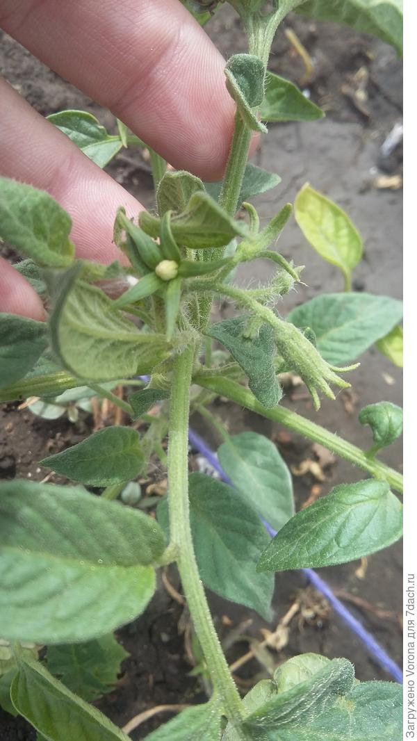 Раскрывшийся бутон без цветка