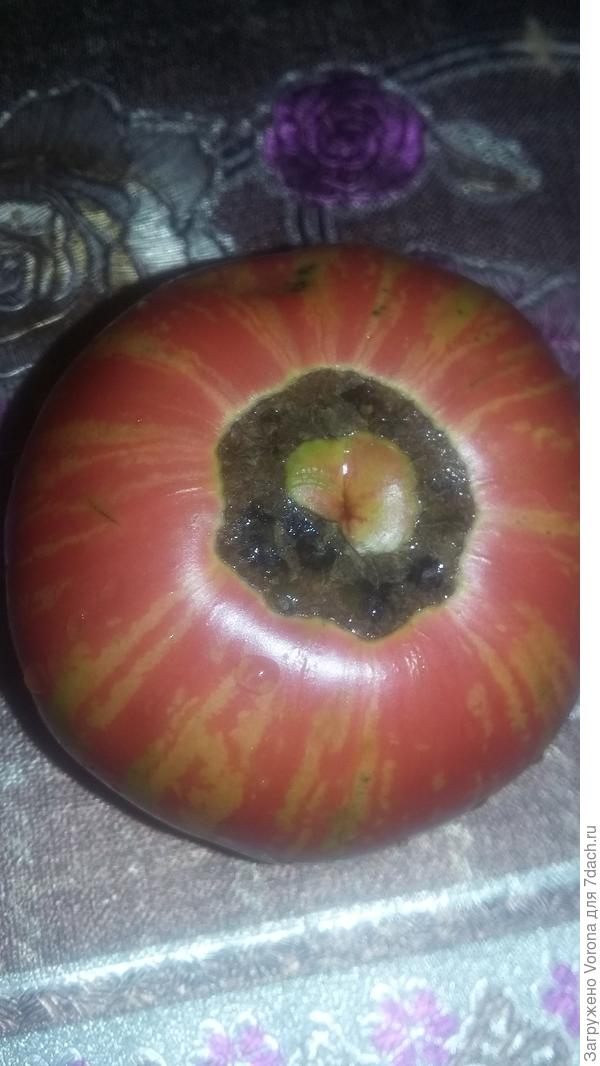 Вот такой красавчик вырос, но вкус не впечатляющий