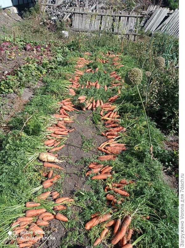 Урожай моркови