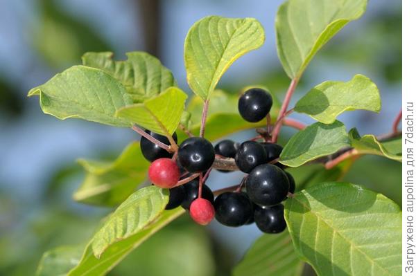 здесь череночки как бы розовые у этой крушины