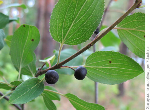 а здесь листики резные