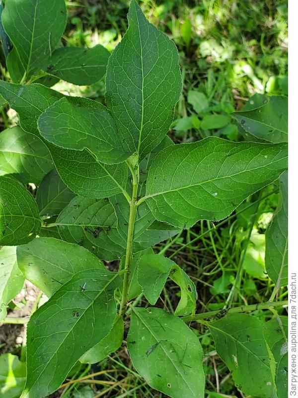 и опять же повторюсь цветы  неск невзрачных были,но сейчас при тщательном обследовании от них ни следов ни плодов