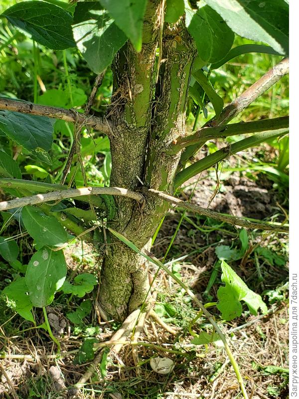 у корня ствол