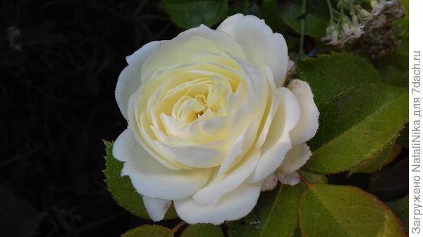 Alabaster, Evers Германия, 2007 г., Флорибунда (Floribunda)