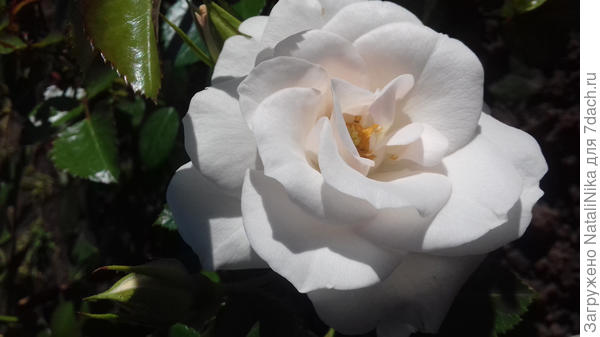 Aspirin Rose (TANiripsa, Aspirin-Rose, Glacier Magic, Special Child),
Tantau, 1997г., Флорибунда (Floribunda)
(более подробно о сорте: http://www.rosebook.ru/roses/floribunda/aspirin-rose/)