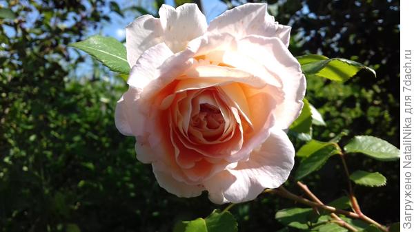 Abraham Darby (AUScot, Candy Rain, Country Darby),Austin Великобритания, 1985г., Английские розы (English Rose, Austin)
