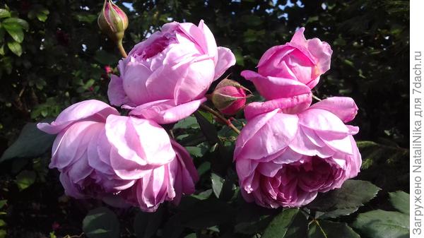 Alan Titchmarsh (AUSjive, Huntington Rose), Austin, 2005г.,
Английские розы (English Rose, Austin)
(более подробно о сорте: http://www.rosebook.ru/roses/english-rose-austin/alan-titchmarsh/)