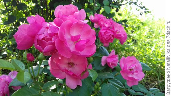 Angela (KORday, Angelica) Kordes, 1984г., Флорибунда (Floribunda)
(более подробно о сорте:http://www.rosebook.ru/roses/floribunda/angela/ )