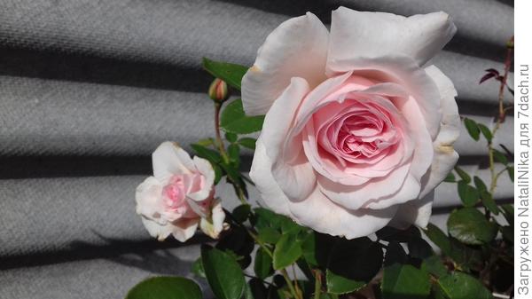 Alexandra - Princesse de Luxembourg® (KO 00/1379-12, KORjuknei)
W. Kordes & Sons Германия, 2000г., Шрабы (Modern Shrub)