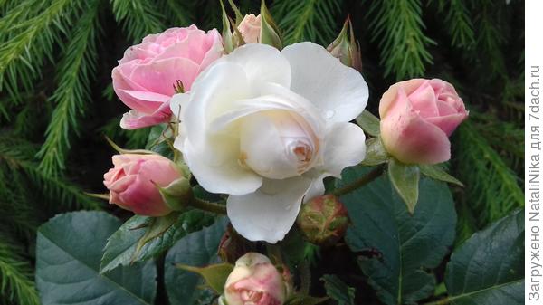 Bouquet Parfait - Каждое соцветие этой розы - настоящий букет