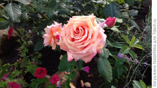 Barock - Густомахровые цветки разных оттенков желтого, абрикосового и лососевого хорошо переносят дождь.