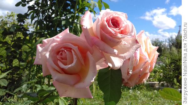 Barock - из серии «ностальгические розы», в которых Tantau представляет сорта, будто бы пришедшие из сельских садов: с роскошными цветками и чудесным ароматом.