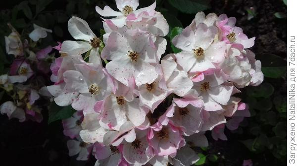 Ballerina - отцветает