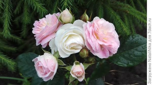 Bouquet Parfait - выдержала сильный дождь несколько раз за сутки и даже не заметила его