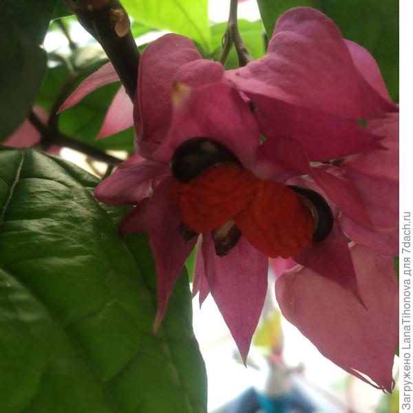 Третья стадия цветения