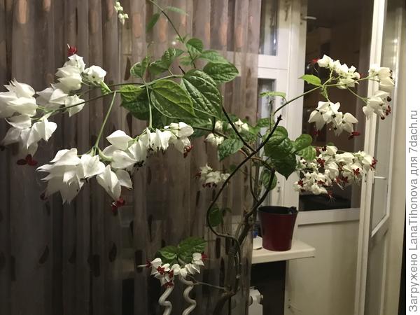 Житель северного окна 9 лет