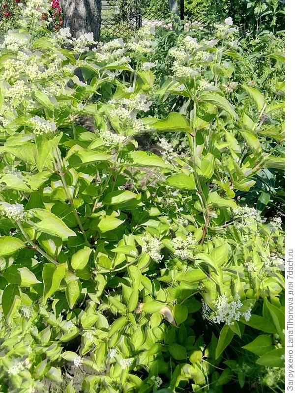 Это тоже прим, но в тени и не стриженая