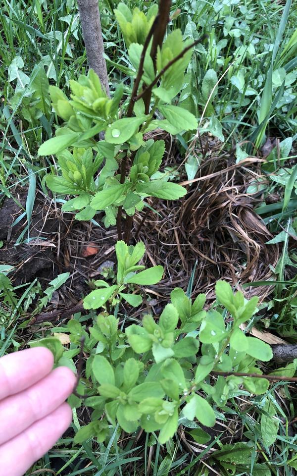 Неизвестное растение 2