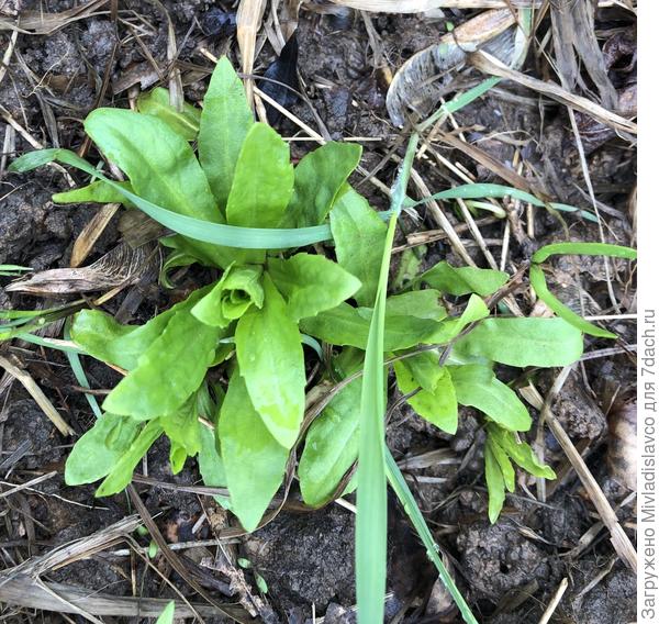 Неизвестное растение 3