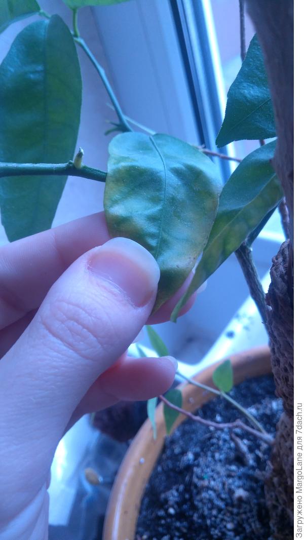 Листок непонятного цветка, который тоже "болеет"